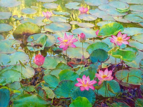 Les Nénuphars et Lotus II – 200 x 150 cm Galerie d'art