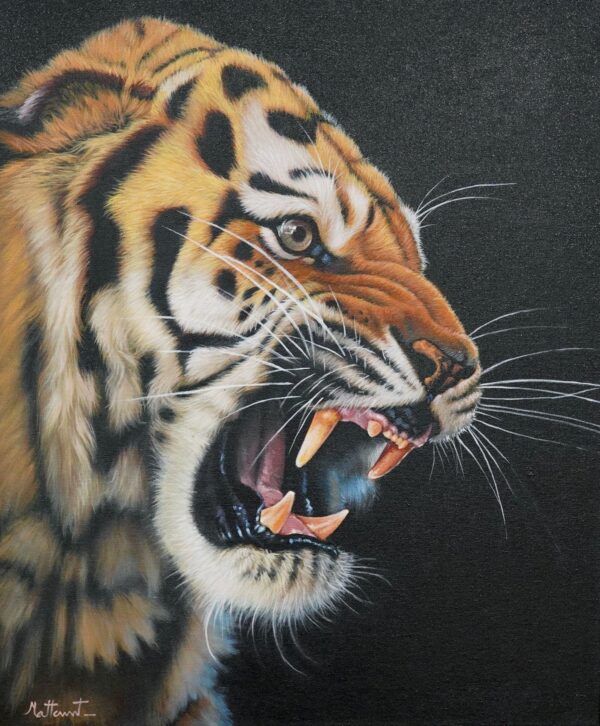 Raging Tiger – 50 x 60 cm Galerie d'art